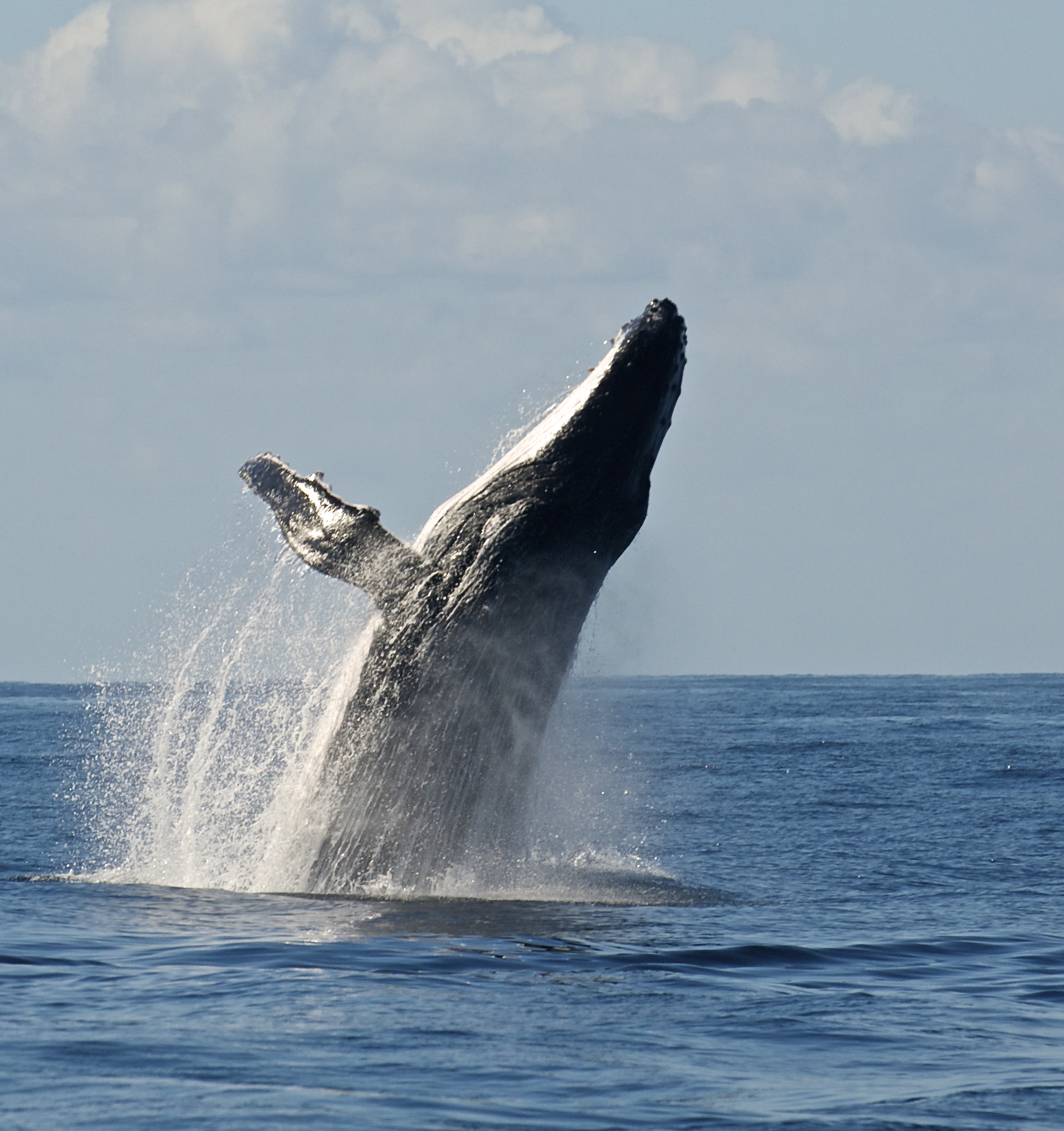 whale watching Gold Coast