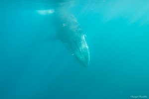Raw humpback image
